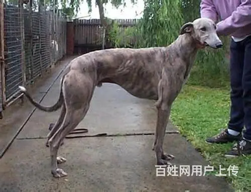 长春狗场常年出售：格力、灵缇、惠比特 - 图片 2