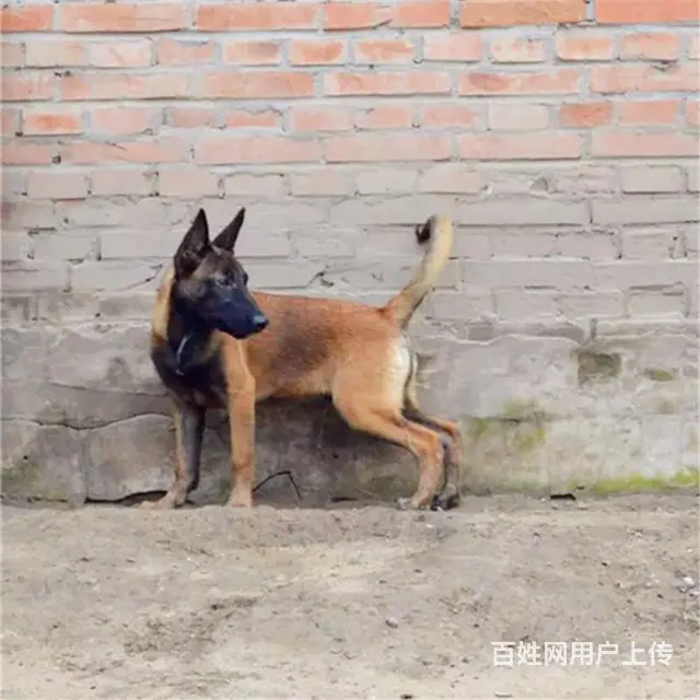 吕梁养马犬的地方，卖马犬的地方 - 图片 12