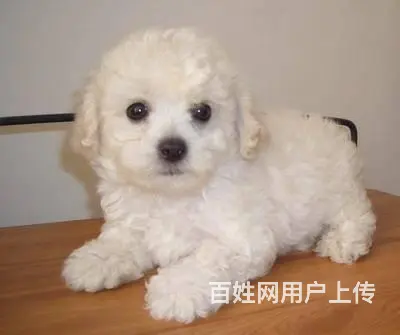 广州比熊犬一只多少钱 实体犬舍 自家繁殖保健康 - 图片 4