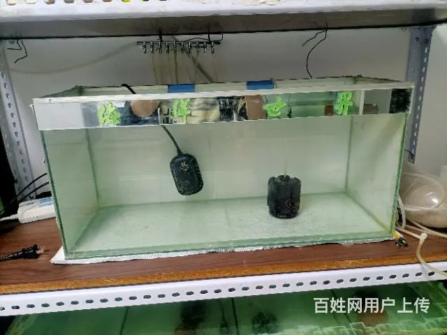 高帆菊花粉红剑 - 图片 4