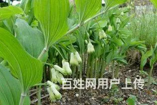 湖北百草堂黄精种植需求量大，产量高达千亩经验丰富 - 图片 1