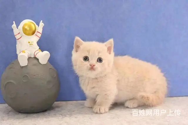 曼基康矮脚猫多少钱 拿破仑好养吗 矮脚拿破仑照片 - 图片 4