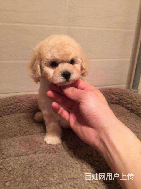 小体韩国赛级茶杯泰迪犬 精美玩具泰迪熊宝宝 - 图片 7