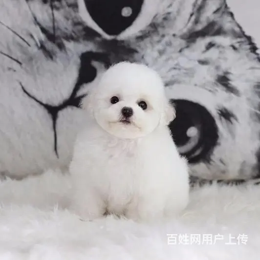 辽阳哪有比熊犬舍繁殖_稍微好点得比熊多少钱 - 图片 1