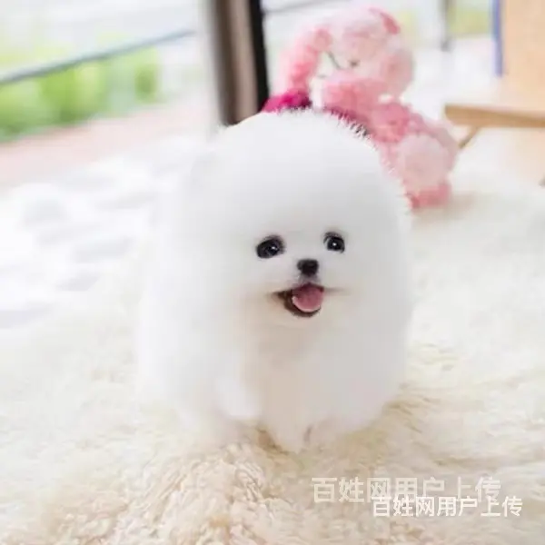 [货到付款犬舍]天门有博美卖吗 博美多少钱 - 图片 4