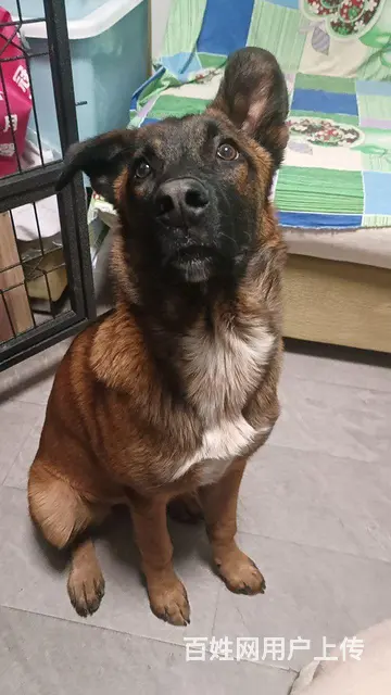 5个半月马犬出售 - 图片 1