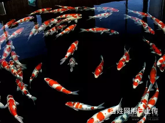 苏州永乐锦鲤常年出售锦鲤鱼 - 图片 10