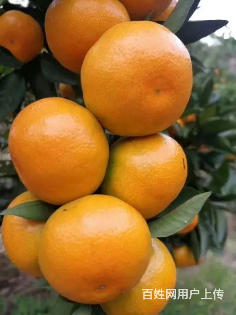 出售涌泉宫川无核蜜桔1-3年树苗 - 图片 4