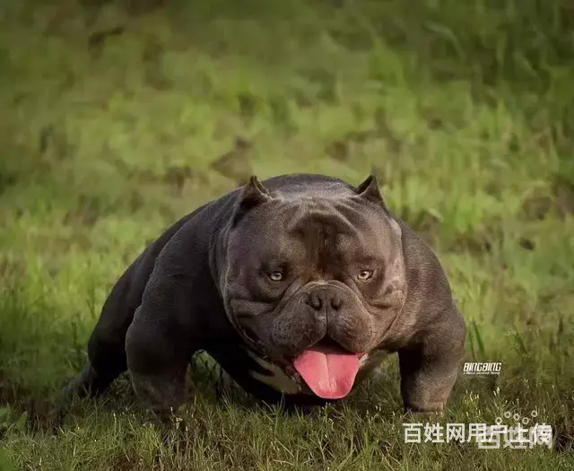 宿迁洛克恶霸犬舍 专业繁殖纯种恶霸 - 图片 5