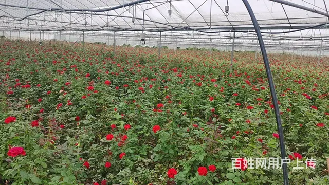 5751（商客网） 楚雄禄丰市彩云镇大棚转让 - 图片 8
