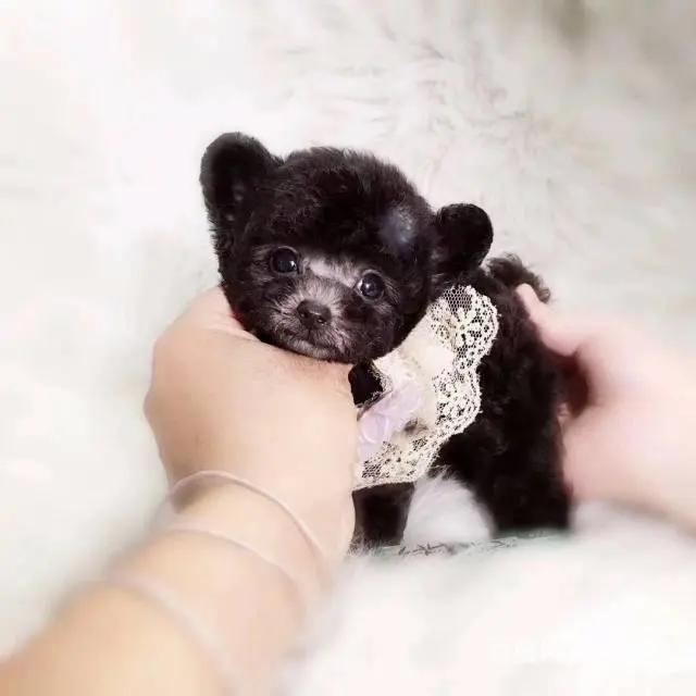 萌宠泰迪,纯种健康,签署协议,可送爱犬到家 - 图片 1