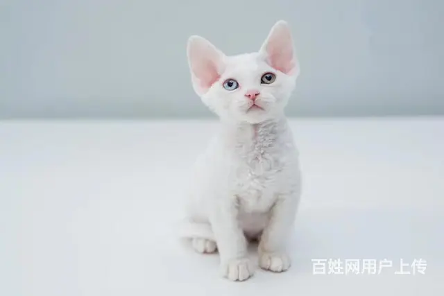 哪里有德文卷毛猫卖的 德文价格多少 包纯种包健康 - 图片 3