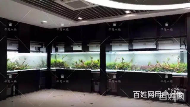 专业清理公司，家庭，大型鱼缸。各类观赏鱼 - 图片 2
