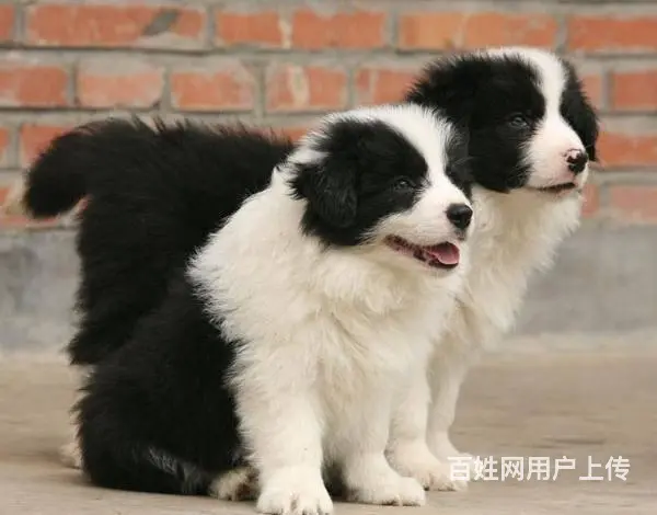 纯种边境牧羊犬哪里可以买到、边境牧羊犬幼犬多少钱一 - 图片 7