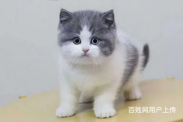 哪里有短毛猫卖的 纯种健康 短毛猫有什么习惯 - 图片 4