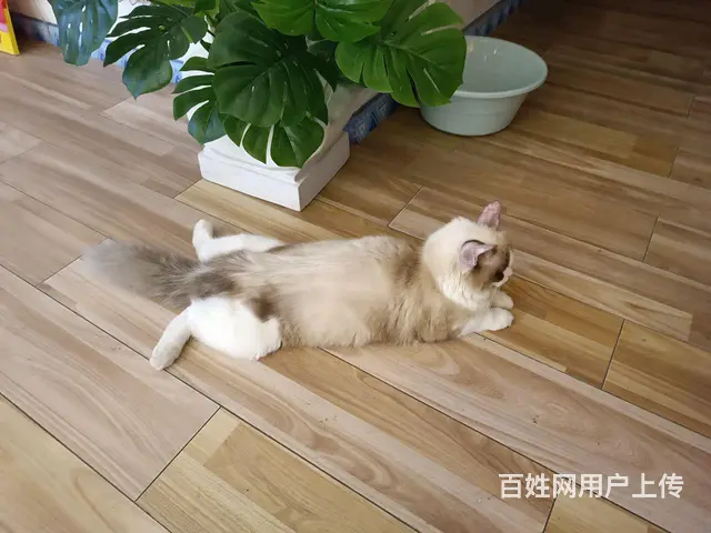 武昌区猫咪寄养 - 图片 1