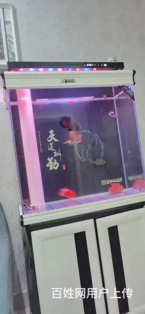 闲置鱼缸  99成新  用了2个月左右 - 图片