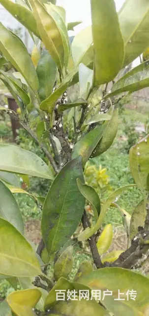 柑橘果树蚧壳虫木虱防治抗性木虱蚧壳虫解决方案 - 图片 7