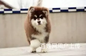 纯种阿拉斯加，阿拉斯加好养吗，阿拉斯有怎么样 - 图片 1