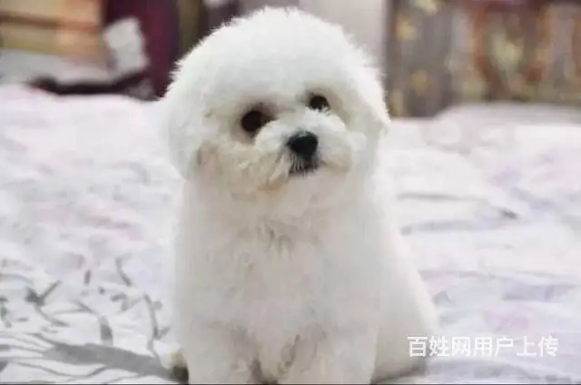 纯种比熊 小体比熊 带证书芯片出售中 - 图片 4