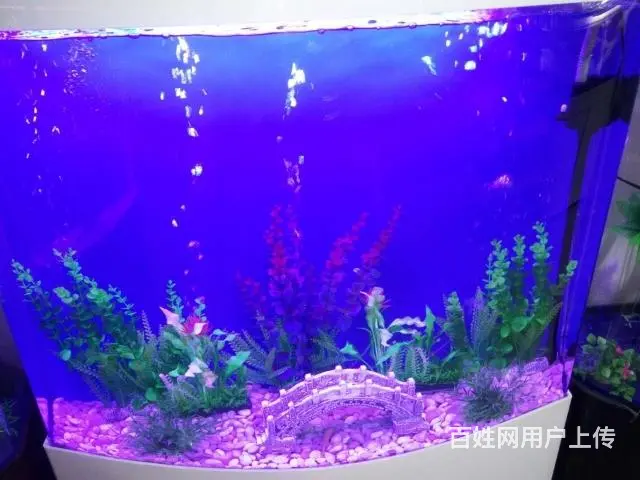 昆明鱼缸专业上门清洗服务 - 图片 3