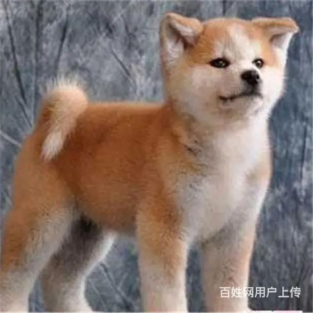 长春哪儿有纯种秋田犬出售，纯种秋田犬价位表 - 图片 7