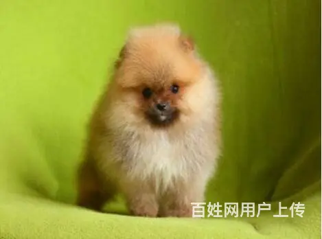 宜春出售家养博美 保纯种健康 茶杯犬博美 疫苗齐全 - 图片 10