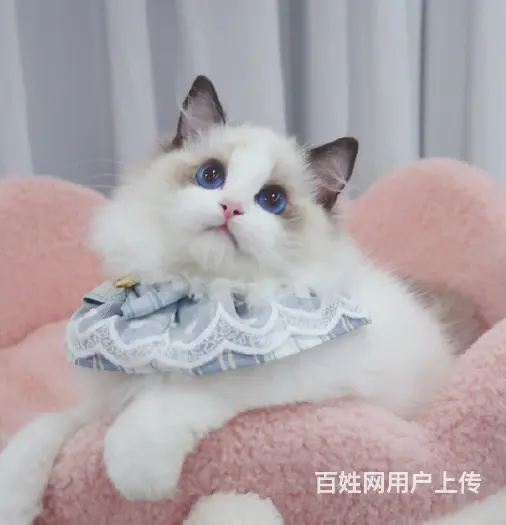 哪里有卖双色布偶猫的多少钱 布偶猫好养吗 - 图片 5