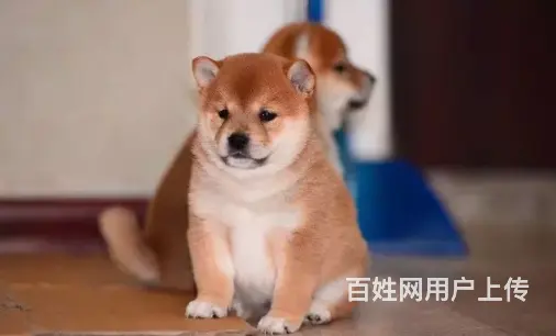 承德柴犬怎么卖 家养柴犬 疫苗齐全 - 图片 2