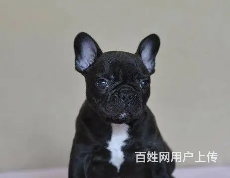 出售赛级血统法国斗牛犬 纯种斗牛幼犬 白色黑色海盗 - 图片 2