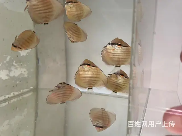 七彩鱼12条打包出售 - 图片 3
