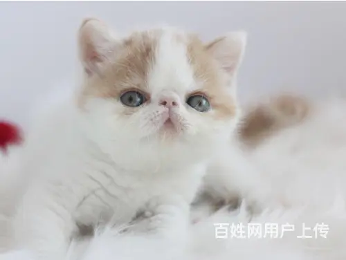 枣庄家繁殖纯种加菲猫,可以上门挑选，价格美丽 - 图片 1