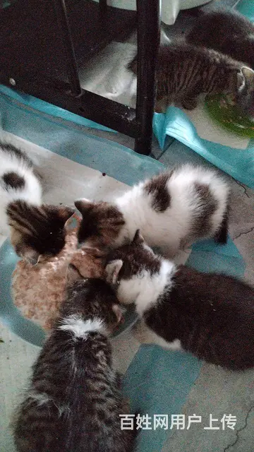 小猫免费领养 - 图片 1