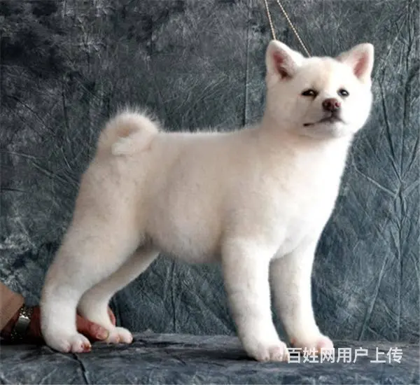 自家繁殖秋日系田幼犬 保证健康品质市内可送 - 图片 10