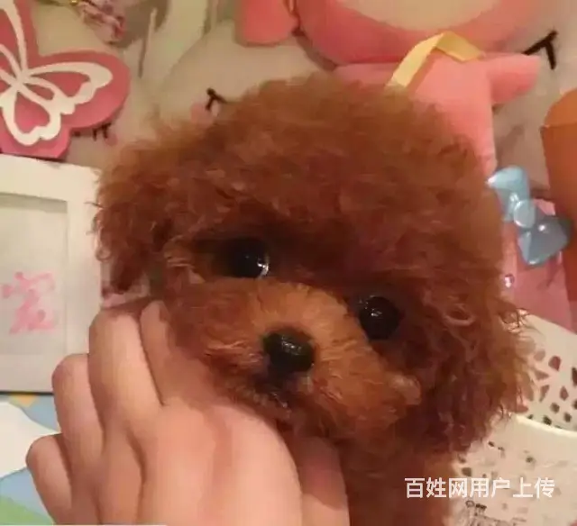 纯种泰迪熊 保纯种、保健康、签协议质保 - 图片 3