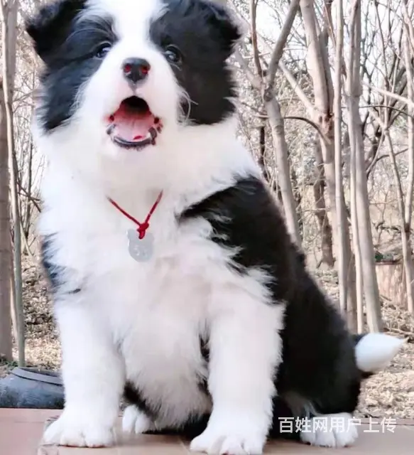 出售   高品质边牧宝宝【益帆边境犬舍】 - 图片 4