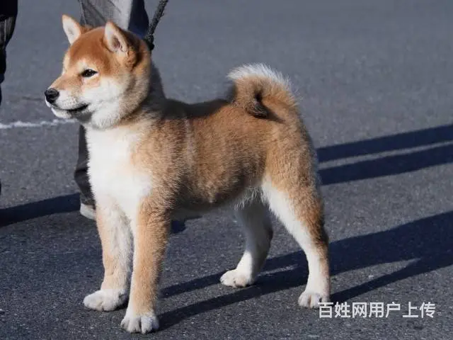 纯种日系柴犬出售 怎么挑选健康的柴犬 - 图片 9