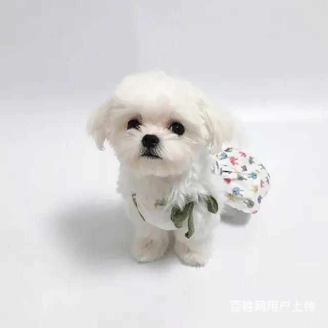 广州马尔济斯犬一只多少钱 实体犬舍 自家繁殖保健康 - 图片 1