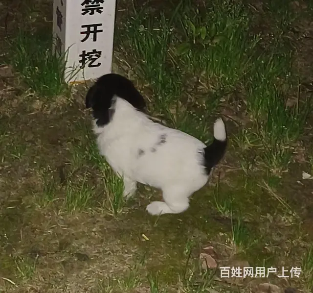 免费赠送狗狗 - 图片 2