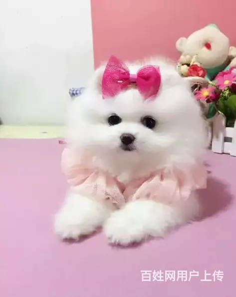 邢台博美多少钱一只 邢台博美怎么卖 邢台博美价格 - 图片 2