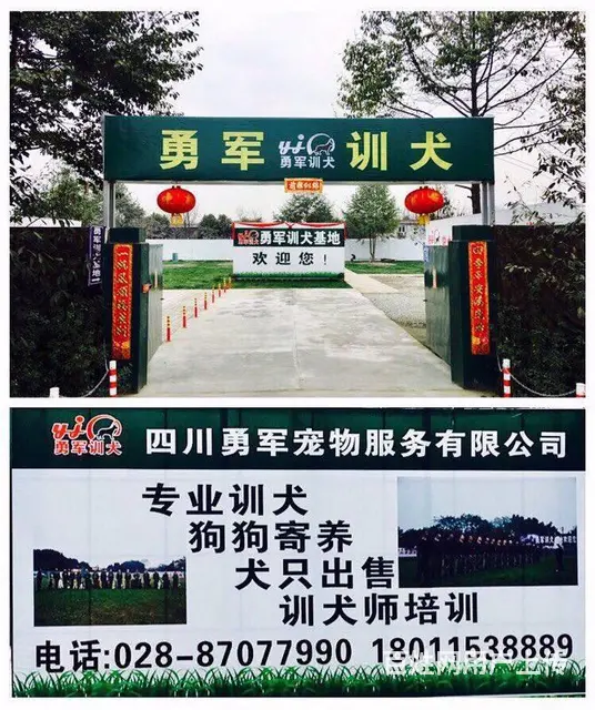 成都狗狗寄养-勇军宠物寄养 - 图片 1