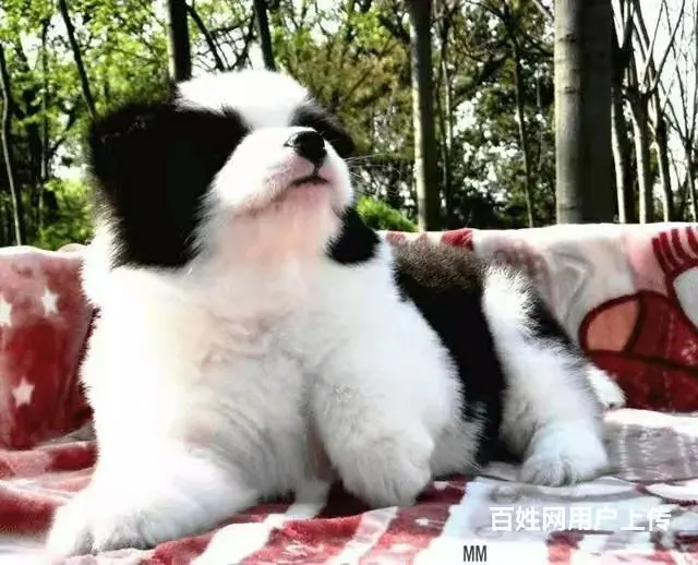 徐州1200出售 高品质边牧宝宝【益帆边境犬舍】 - 图片 9