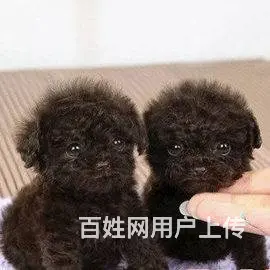 广州纯种泰迪犬价格 狗舍直销 包纯种健康签协议 - 图片 9