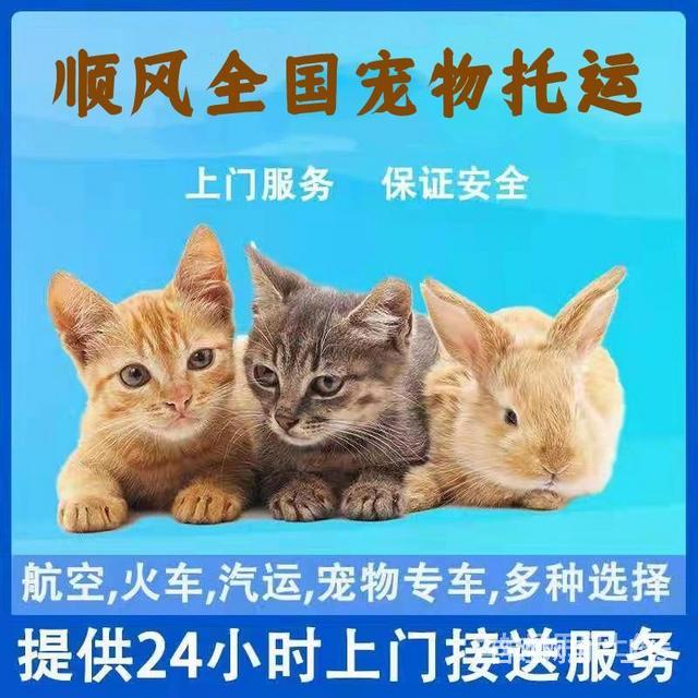 大理市到全国宠物托运猫狗邮寄快递宠物活体运输新闻