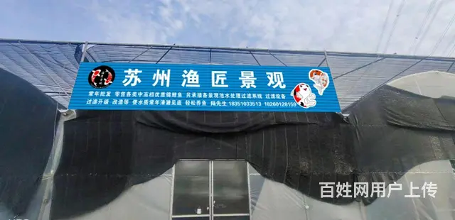 苏州批发零售锦鲤鱼 - 图片 9