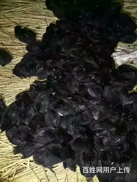 秀先孵化厂 - 图片 5
