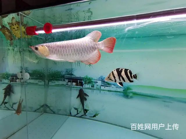 红龙鱼1.8米9成新鱼缸 皇冠2条飞凤一条 黄头龟 - 图片 1