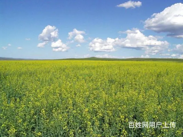 克旗经棚镇出租车摄影旅游 - 图片 1