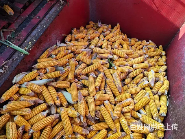 三行玉米收割机 - 图片 5