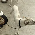 出售细狗，格力